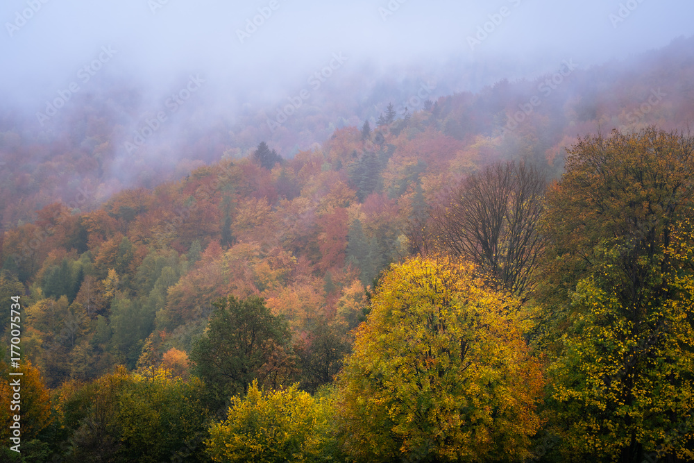 Fototapeta premium Misty autumn forest covered in vibrant fall foliage. Layers of colorful trees fade into soft morning fog, creating a calm and atmospheric landscape. Peaceful nature scenery perfect for travel, wellnes