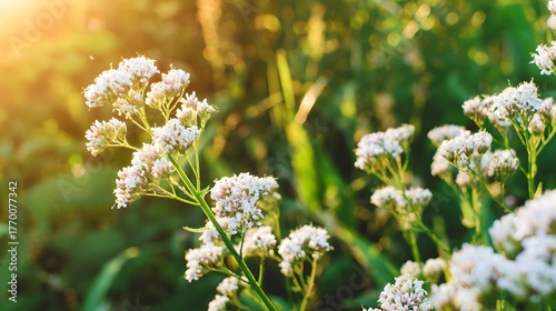 valerian. White valerian flowers swaying softly during golden hour in a botanical setting. gardening catalogs, home-decor guides, designed for home decor and floral branding, promotes healthy living.