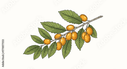 Botanical illustration of a branch laden with ripe yellow fruits and green leaves, rendered in a vintage engraving style.