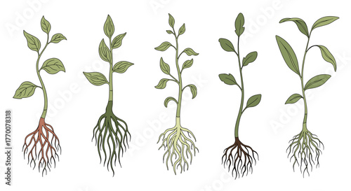 Collection of five different hand-drawn seedlings with roots visible at the base.