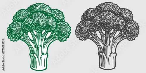 A single fresh raw broccoli vegetable, green and healthy, isolated on a white background for diet and cooking use