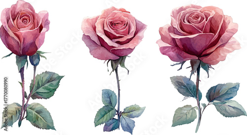 set of roses vector illustration