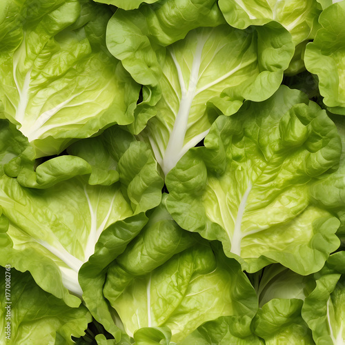 Seamless Pattern of Fresh Green Lettuce Heads on White Background