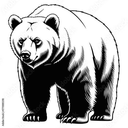 black and white engraving style illustration of an aggressive grizzly bear