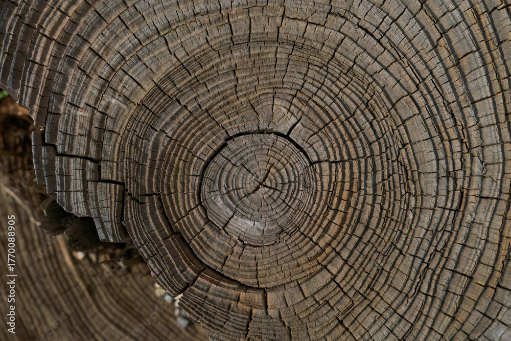 Naklejka premium 古木の年輪や割れ