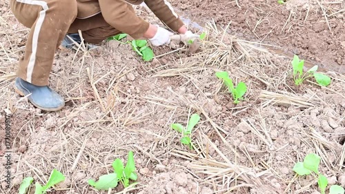 Farmers planting rapeseed in autumn