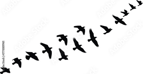 Flying birds silhouette in formation, black vector illustration of migrating flock, minimal nature design for freedom, wildlife, travel, and outdoor concept artwork