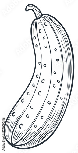 Detailed fresh organic cucumber vegetable healthy food ingredient hand drawn line art illustration