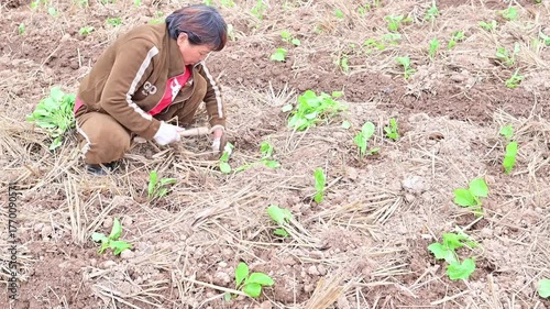 Farmers planting rapeseed in autumn