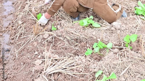 Farmers planting rapeseed in autumn