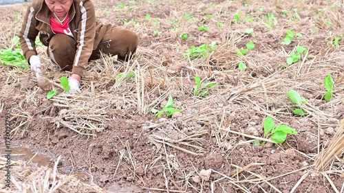 Farmers planting rapeseed in autumn