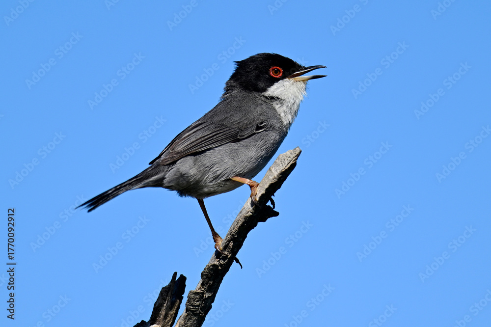 Obraz premium Samtkopf-Grasmücke // Sardinian warbler (Curruca melanocephala) - Peloponnes, Griechenland
