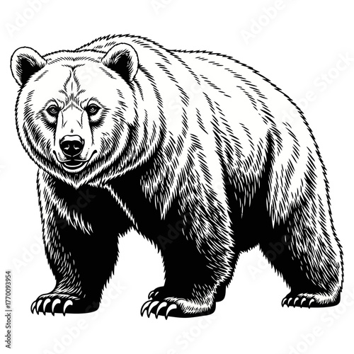 black and white engraving style illustration of an aggressive grizzly bear