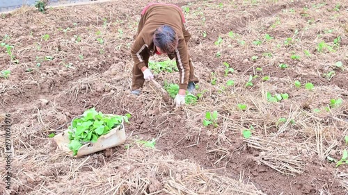 Farmers planting rapeseed in autumn