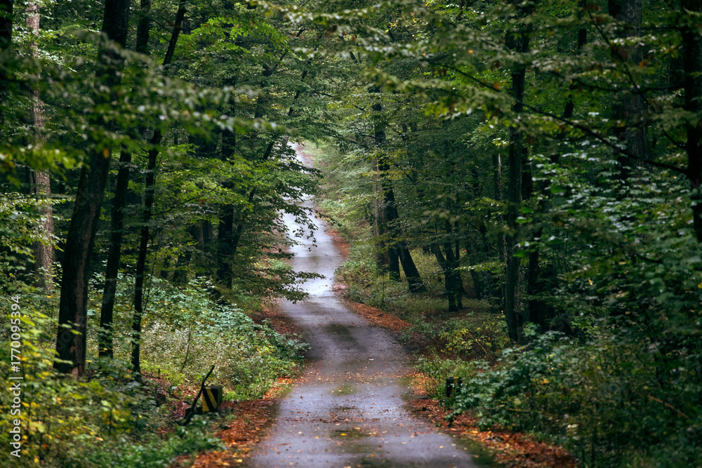 Obraz premium Autumn scene with curved road
