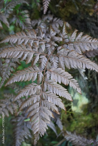 Detailed close up of a withered brown fern frond in a forest.