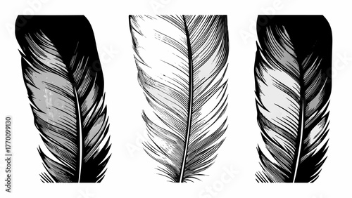 Artistic feather trio illustration, elegant and detailed design for creative projects and graphic arts needs