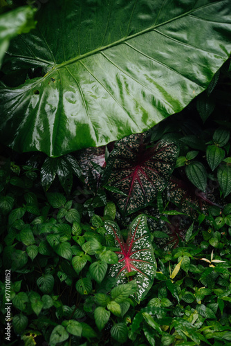 Caladium and Elephant Ear Leaves after Rain, Phuket, Thailand