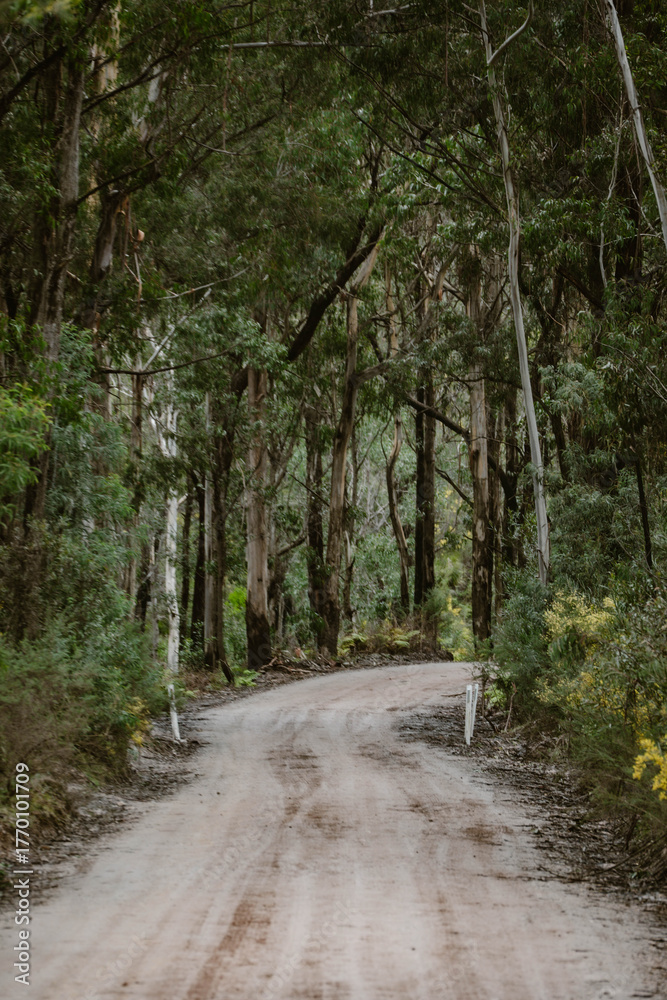 Fototapeta premium Empty sandy road outdoor in the wilderness