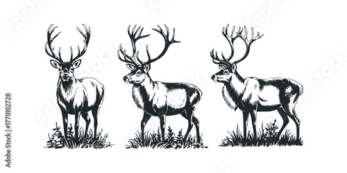 Three majestic stags with elaborate antlers stand in grass