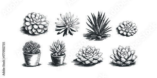 Hand drawn collection of varied succulent plants in sketch style
