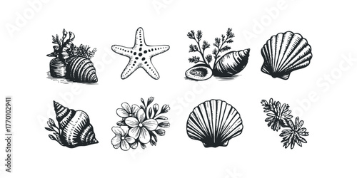 Collection of Seashells and Marine Flora Ink Drawings