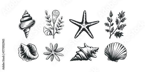 Collection of Seashells and Seaweed Line Drawings