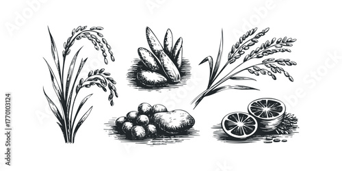 Sketch of ripe rice stalks and sliced citrus fruit