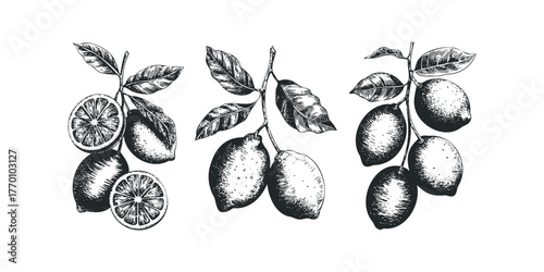 Three branches with lemons and leaves