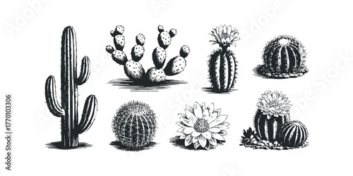 Collection of Desert Cactus Plants and Flowers