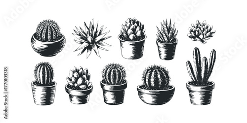 Collection of Potted Succulent and Cactus Plants
