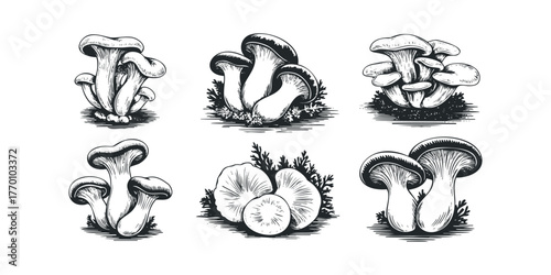 Six Ink Drawing Sets of Oyster Mushrooms on White Background