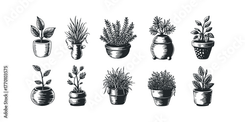 Ten Potted Plants with Different Leaf and Pot Styles