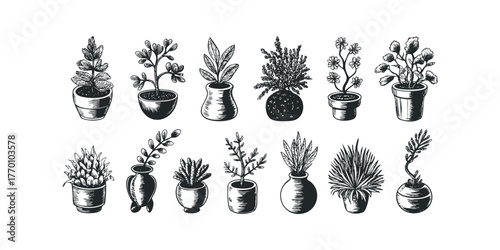 Collection of potted houseplants in various containers
