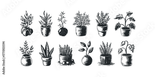 Collection of Potted Plants in Black and White Sketch Style