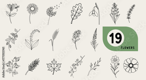 A collection of 19 detailed black and white botanical line art illustrations of various flowers and plants, arranged in a clean grid on a cream background.