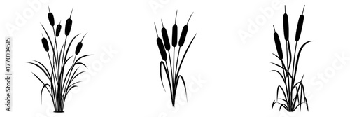 The reedmace plant is also known as bulrush, cattail, or cane, and features a flat, floral element in a modern, isolated illustration style
