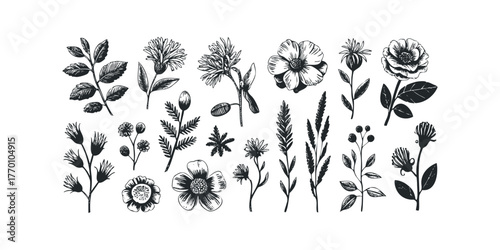 Set of Hand Drawn Botanical Elements and Flowers