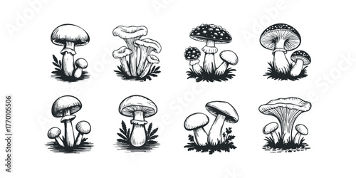 Various fungi species sketched on a white background