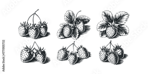 Hand Drawn Strawberry Cluster Collection