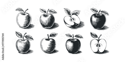 Vintage apple illustration with leaves and cross sections
