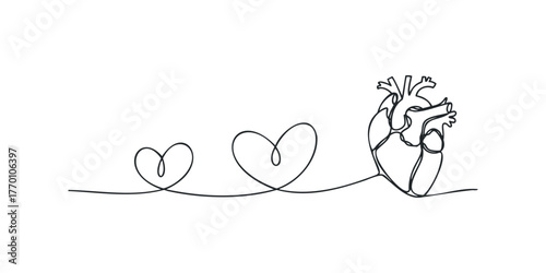 Evolutionary progression from heart shape to anatomical heart