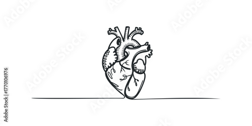 Line art human heart anatomical symbol