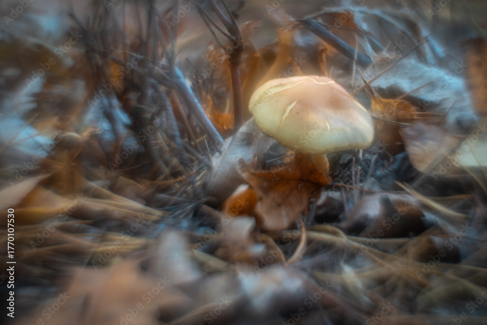 Fototapeta premium Autumn mushrooms in a Polish forest.