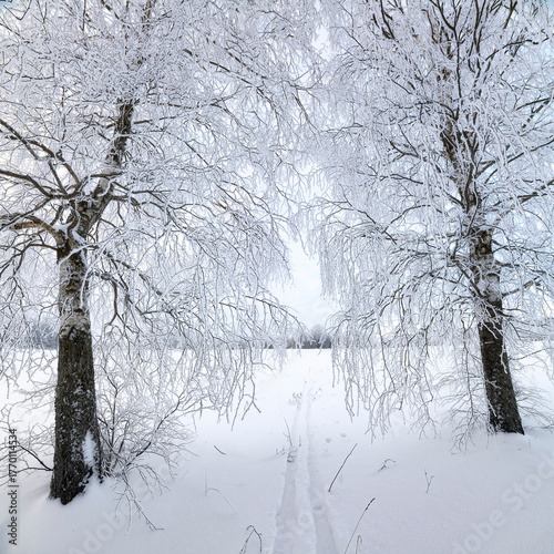 birch trees in the frost and ski track