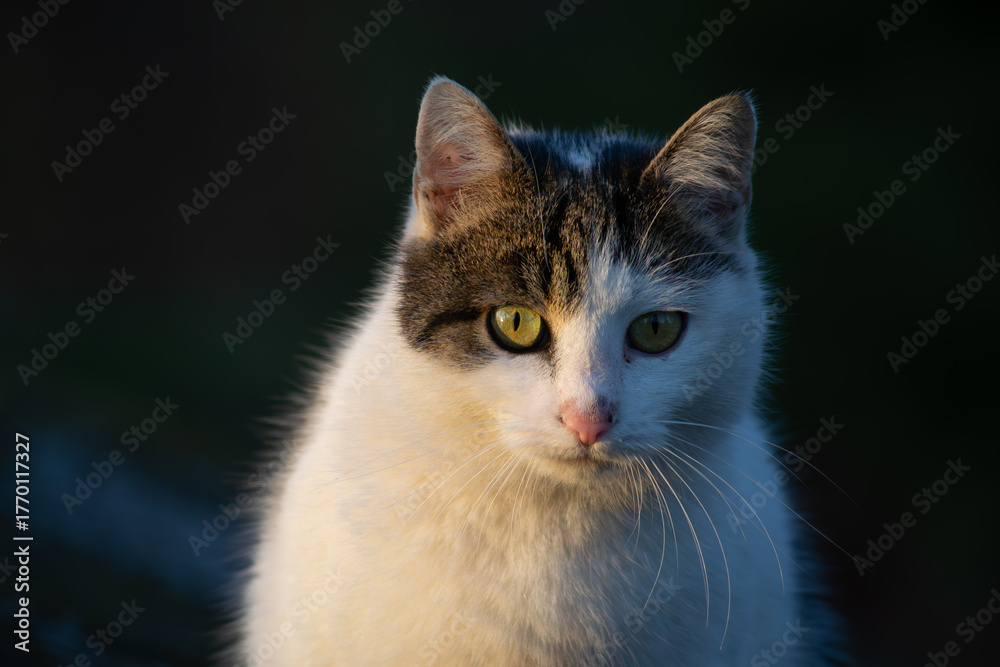 Fototapeta premium Face to face cat.