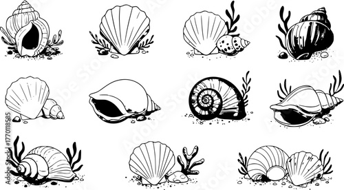 Cartoon seashells. Summer beach sea shells, underwater, ocean reef tropical shells. Marine beach shells decoration vector illustration set