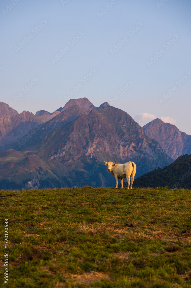 Fototapeta premium Cow grazing on high mountain pasture near the Col d’Azet between the Louron and Aure valleys at sunset