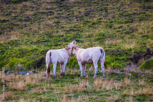 Cow grazing on an alpine pasture near the Col d’Azet between the Louron and Aure valleys after sunset