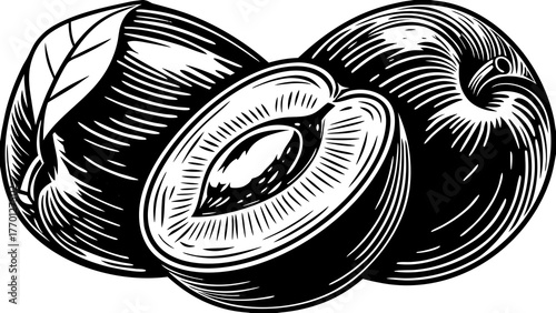 Illustration of three plums one sliced in half showcasing the pit in a detailed black and white drawing on transparent background silhouette